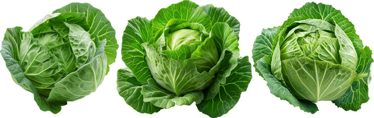 fresh green cabbage on transparent background - obrazy, fototapety, plakaty