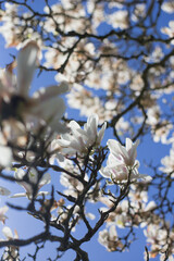 blossom in spring white magnolia and blue sky