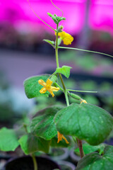 Growing flower seedlings indoors under full spectrum LED lighting. Plants are standing on shelves. 