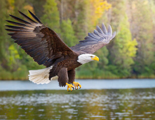 Obraz premium American bald eagle (Haliaeetus leucocephalus) in flight over a lake. AI