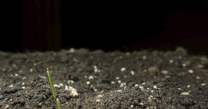 Fresh grass growing macro time-lapse. Closeup of germination and growth of tiny grass cereal crop. Wheat, oats or barley culture. Healthy vegan food concept. Motorised panoramic movement on black