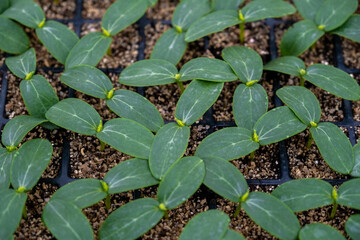 the green pattern from seedling growth view