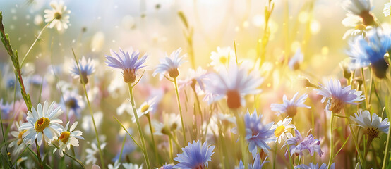 Beautiful wild flowers chamomile, purple wild peas, butterfly in morning haze in nature close-up macro. Landscape wide format, copy space, cool blue tones. Delightful pastoral airy artistic image. - obrazy, fototapety, plakaty