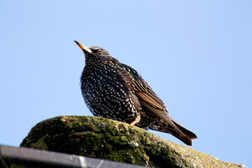 European Starling (Sturnus vulgaris) - Introduced to North America, native to Europe & Asia