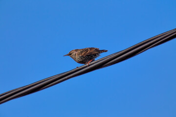 European Starling (Sturnus vulgaris) - Introduced to North America, native to Europe & Asia