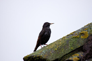 European Starling (Sturnus vulgaris) - Introduced to North America, native to Europe & Asia