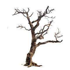 Obraz premium Dead tree for halloween and horror movie illustrations on transparent background PNG