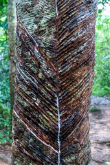Tree in the forest. Rubber tree of Amazonia, background of the texture of the wood. Art in Nature.