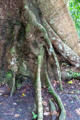Elephant head and trunk in the Roots in the Amazon Forest. Art in Nature.