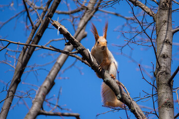 A fluffy squirrel sits on a branch.