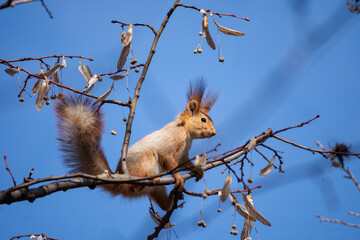 A fluffy squirrel sits on a branch.