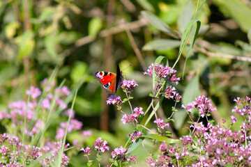 Butterfly sucks nectar in purple flowers in the sunshine