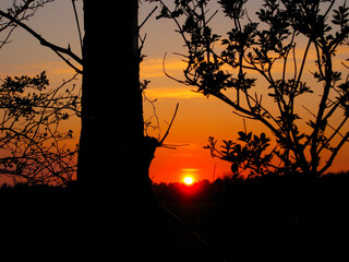 Sunset at the bush roof next to the tree on the meadow