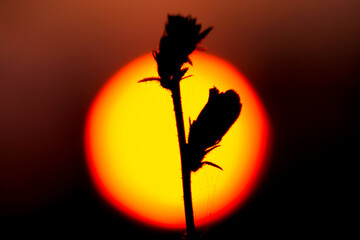 Plant with spider webs in the golden sunset
