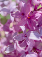 Fototapeta na wymiar Close up of lilacs in backyard garden.