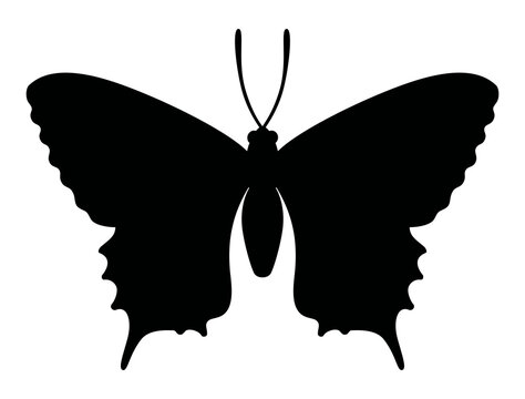 Monochrome vector papilio machaon silhouette. Common yellow swallowtail.