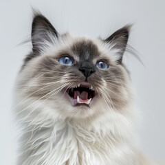 A ragdoll kitten meowing and looking up on white background