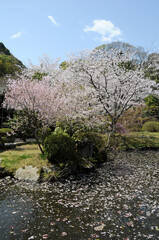 花吹雪　春の風景