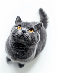 Top view of a grey british shortair cat sitting looking up on white background