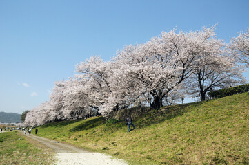 背割堤　満開の桜　京都府八幡市
