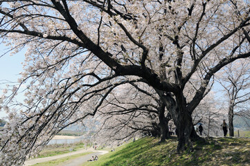 背割堤　満開の桜　京都府八幡市