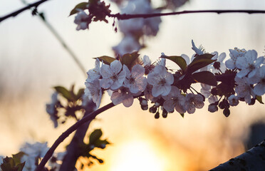 Blossom tree