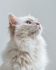 A white ragdoll cat profile sitting looking up curious on white background