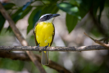 The Boat-billed Flycatcher also know as Neinei perched on the branches of a tree. Species Megarynchus pitangua. Animal world. Birdwatching.  Flycatcher.
