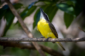 The Boat-billed Flycatcher also know as Neinei perched on the branches of a tree. Species Megarynchus pitangua. Animal world. Birdwatching.  Flycatcher.