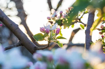 Foto op Canvas Blossom tree © Galyna Andrushko