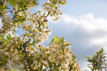 Blossom tree