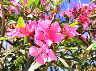Oleander: a species of Nerium, its botanical name is Nerium oleander.