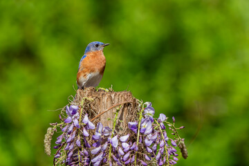 Eastern Bluebird