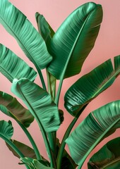 Vibrant Green Banana Leaf Close-Up with Pink Background
