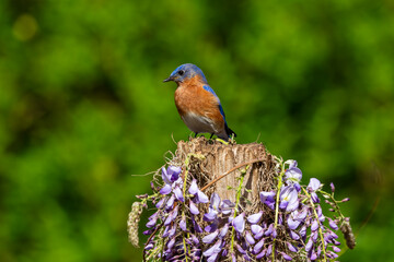 Eastern Bluebird