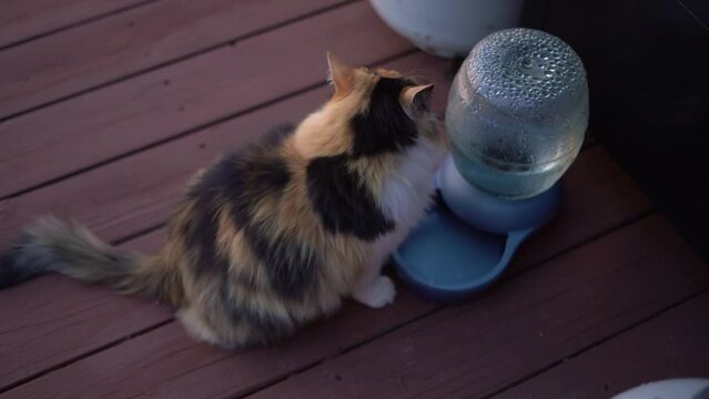 Long Haired Stray Homeless Wild Calico Cat Drinking Water Brown Put Outside for Her