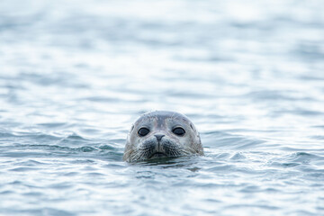 Fototapeta premium Robbe