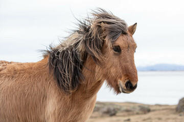 Obraz premium Islandpferd