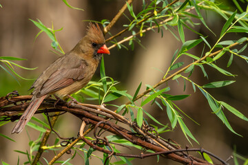 Female Northern Cardinal