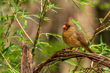 Female Northern Cardinal