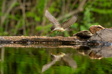Eastern Phoebe Flying
