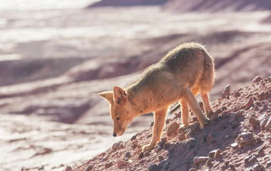Gordijnen Fox in Patagonia © Galyna Andrushko
