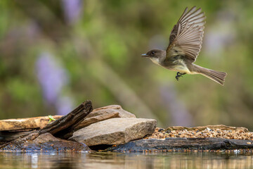 Eastern Phoebe Flying