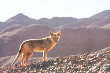 Deurstickers Fox in Patagonia © Galyna Andrushko