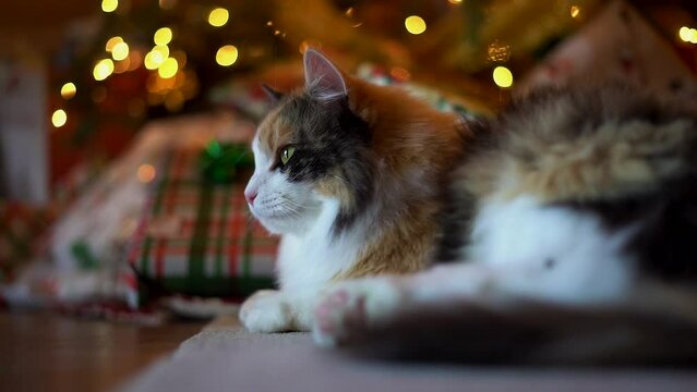 Close Up of Long Hair Calico Car in Front of Christmas Tree So Adorable Kitty