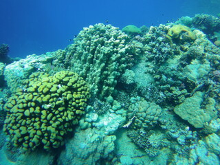 red sea egypt dolphin house 
