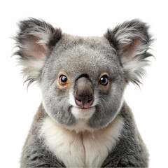 Portrait of koala, isolated on transparent background.