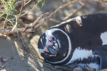 Zelfklevend Fotobehang Penguin © Galyna Andrushko