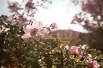 Fototapeten Wildflowers © Galyna Andrushko