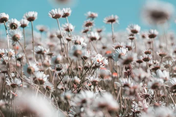 Fototapeten Wildflowers © Galyna Andrushko
